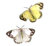 Two Butterflies Flying